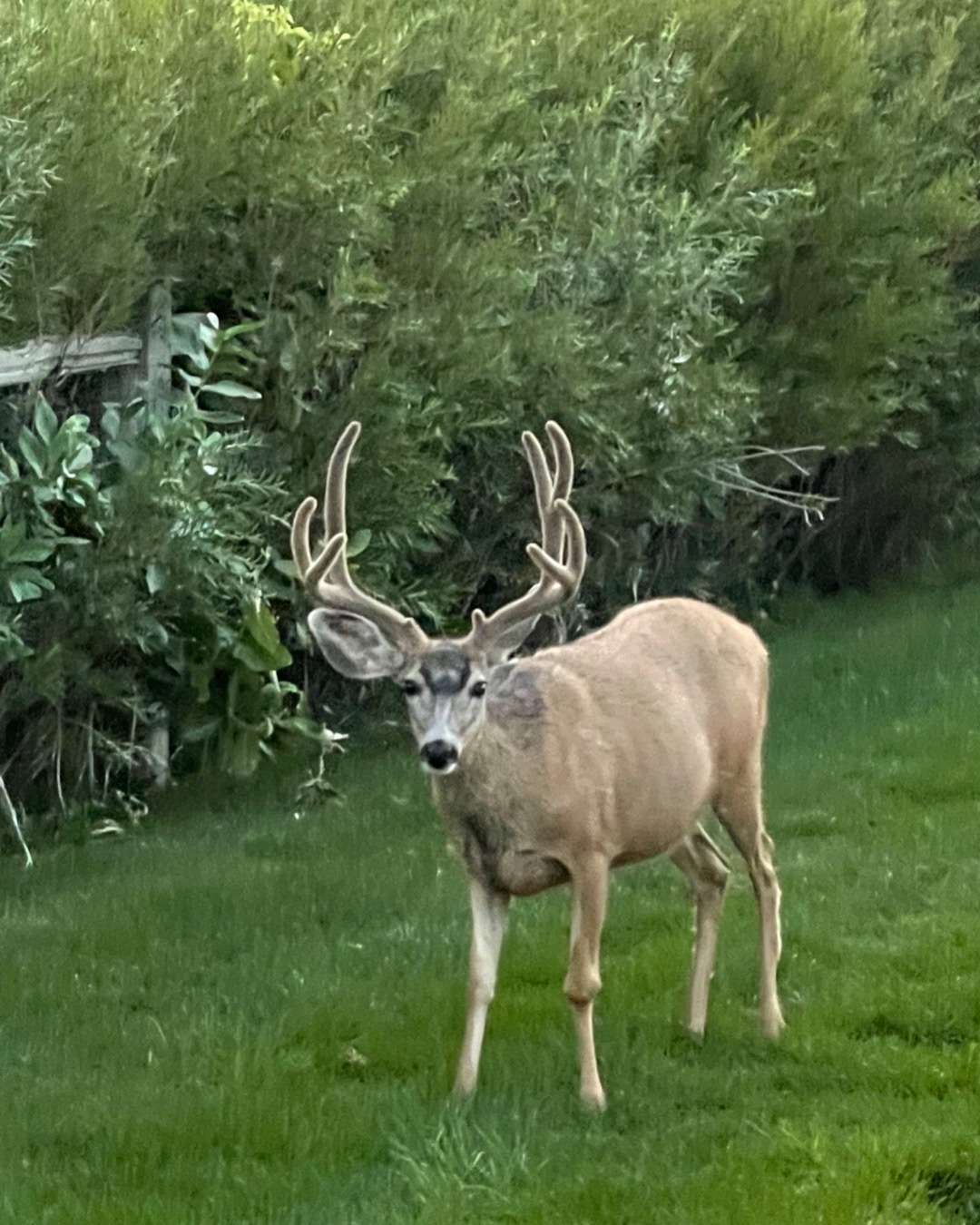 Deer